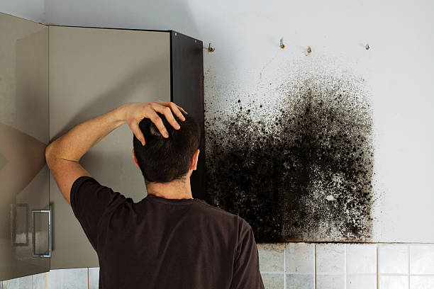 Best Commercial Mold Removal  in Otis Orchards East Farms, WA