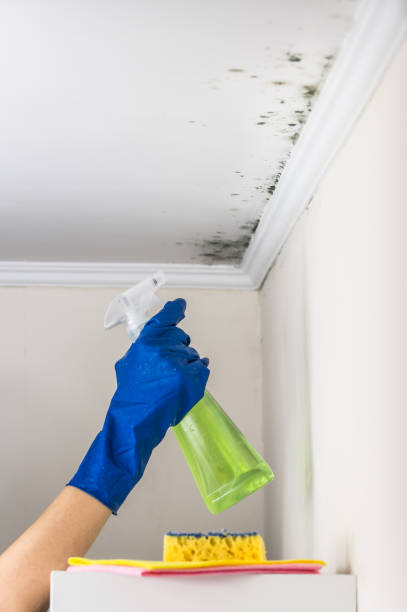 Best Best Mold Removal Companies  in Otis Orchards East Farms, WA